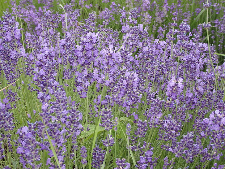 lavender, summer, tihany