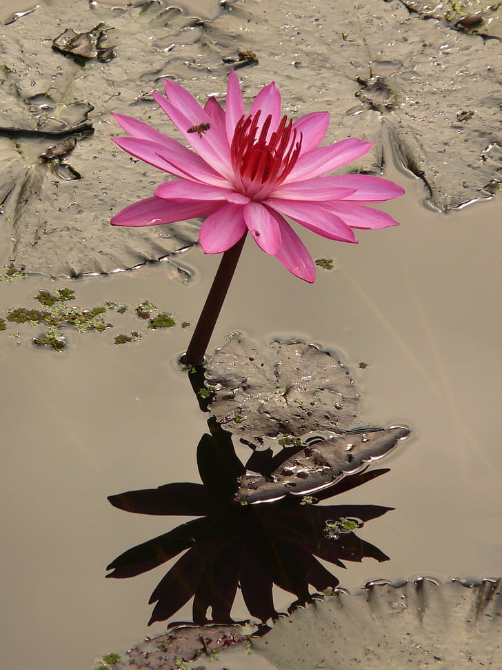 close, photo, flower, Water Lily, Blossom, Bloom, Pink