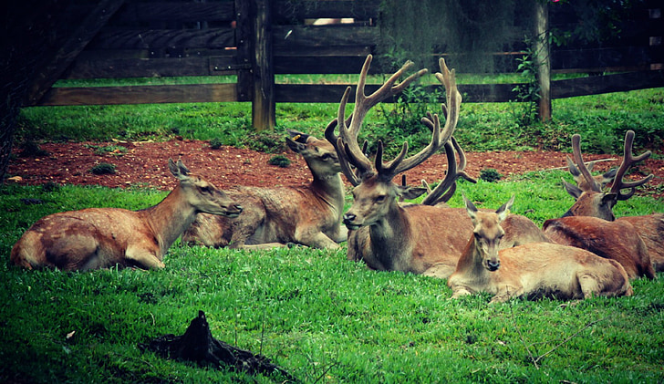 Deer, sarvet, eläimet, Luonto