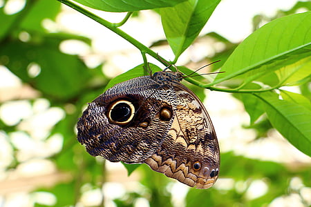 Motyl, Natura, owady, Mariposa, jedno zwierzę, dzikość, dzikie zwierzęta