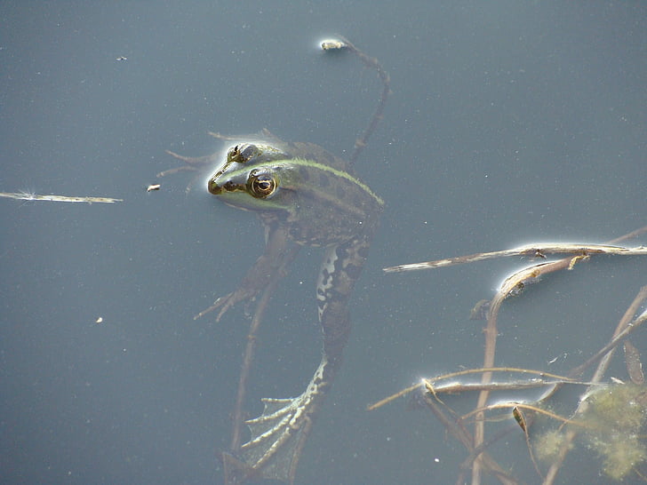 frog, lake, swimming, amphibian