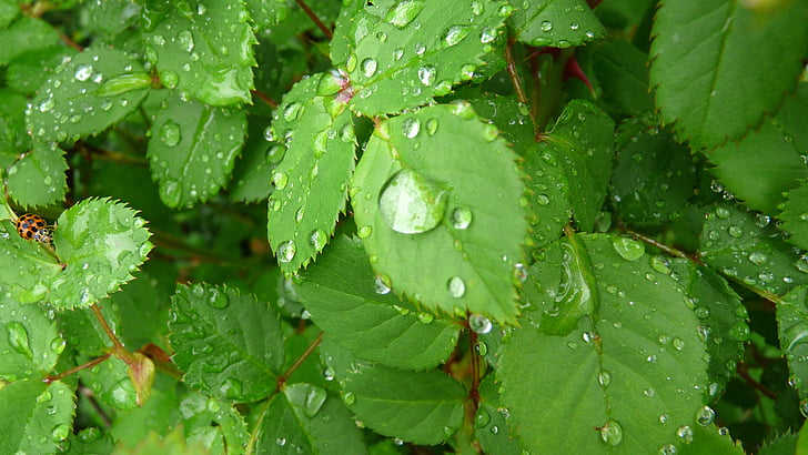 vatten, droppar, och, Ladybird, naturen, Leaf, grön färg