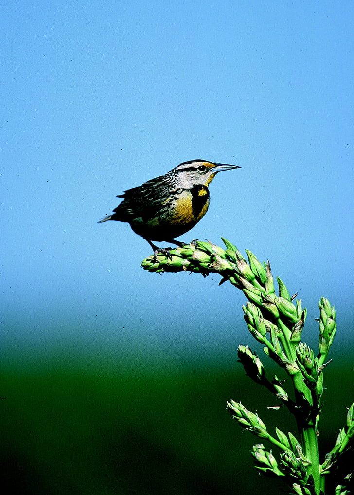 meadowlark, bird, songbird, wildlife, nature, perched, meadow