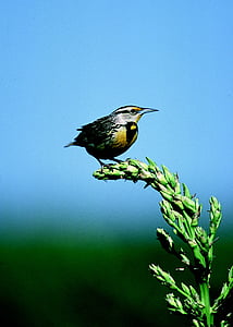 meadowlark, นก, songbird, สัตว์ป่า, ธรรมชาติ, ตั้งอยู่, ทุ่งหญ้า