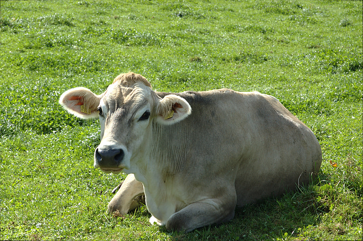 tehén, legelő, mezőgazdaság, fekvő, portré, fű, szarvasmarha