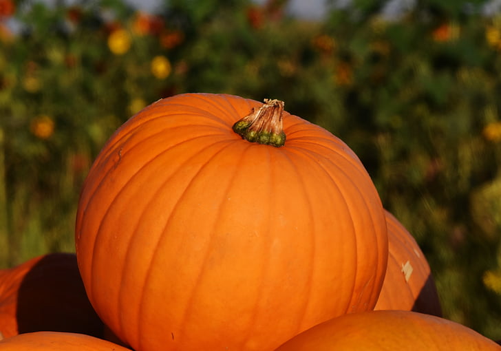 тыквы, Осень, Осенние украшения, урожай, декоративные тыквы, украшения, оранжевый
