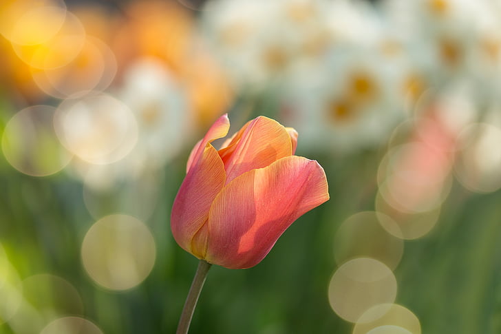 Tulip, rød, blomster, forår, natur, forårsblomst, makro