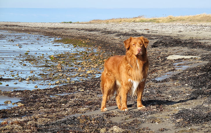 Toller, Plaża, pies, przybrzeżne, jedno zwierzę, zwierzęta, zwierzęta domowe