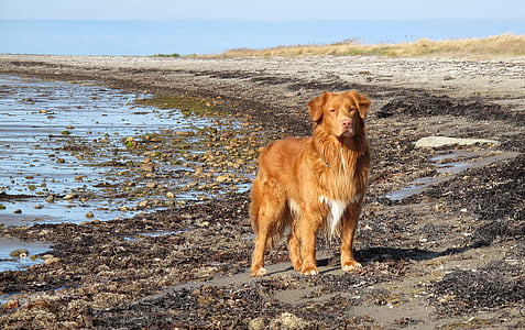 Toller, plajă, câine, coastă, un animal, animale de companie, animale domestice