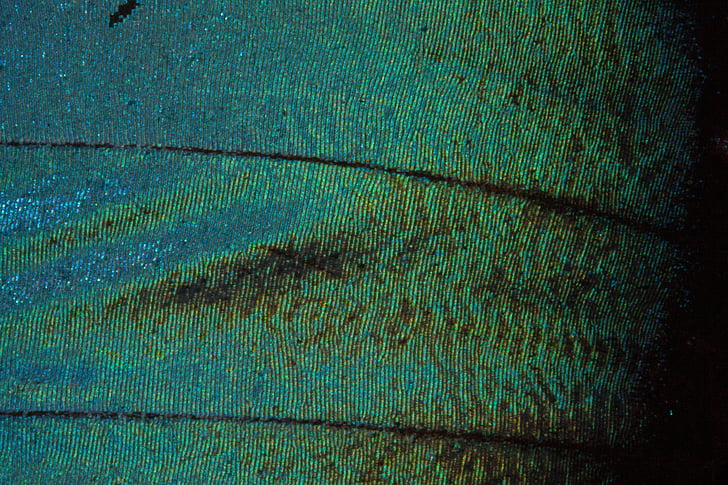 mariposa, exóticos, América del sur, Amazon, iridiscente, escala, escalas de ala