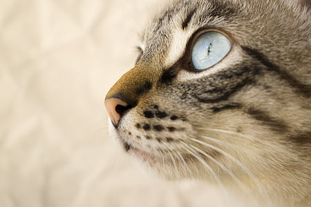 macska, PET, macska szeme, állat, macska, nézd, paktum