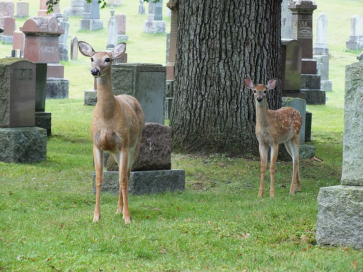 cemetery, deer, fawn, doe, headstone, animal, wildlife