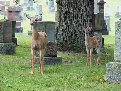 Cementerio, ciervo, Fawn, Doe, lápida mortuoria, animal, flora y fauna