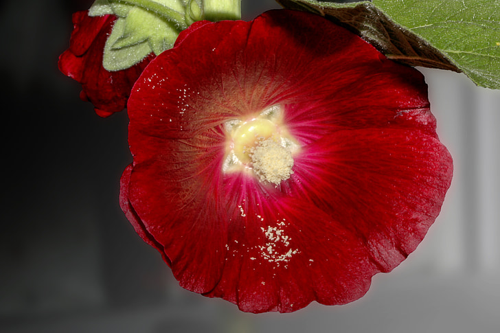 Stock rose, Almindelig Stokrose, Alcea rosea, Katost, plante, blomst, pollen