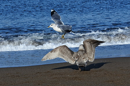 animale, mare, plajă, val, sea gull, Pescăruşul, pasăre tânără