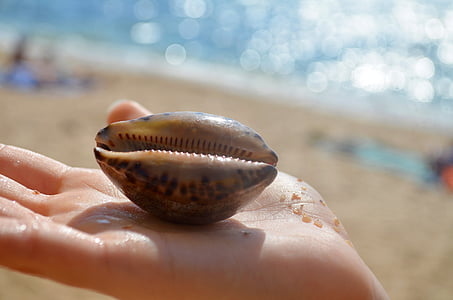 Shell, Sea, Seashells, Sand, loma, Beach