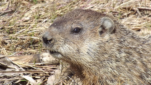 groundhog, woodchuck, whistlepig, animal, rodent