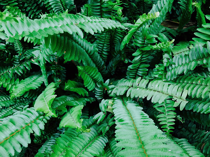 green, fern, plant