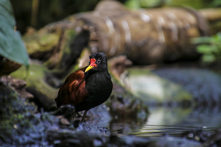 rotstirn jassana, vták, brodivých, riečne-ako, list hühnchen, zo strany, vodné vtáctvo
