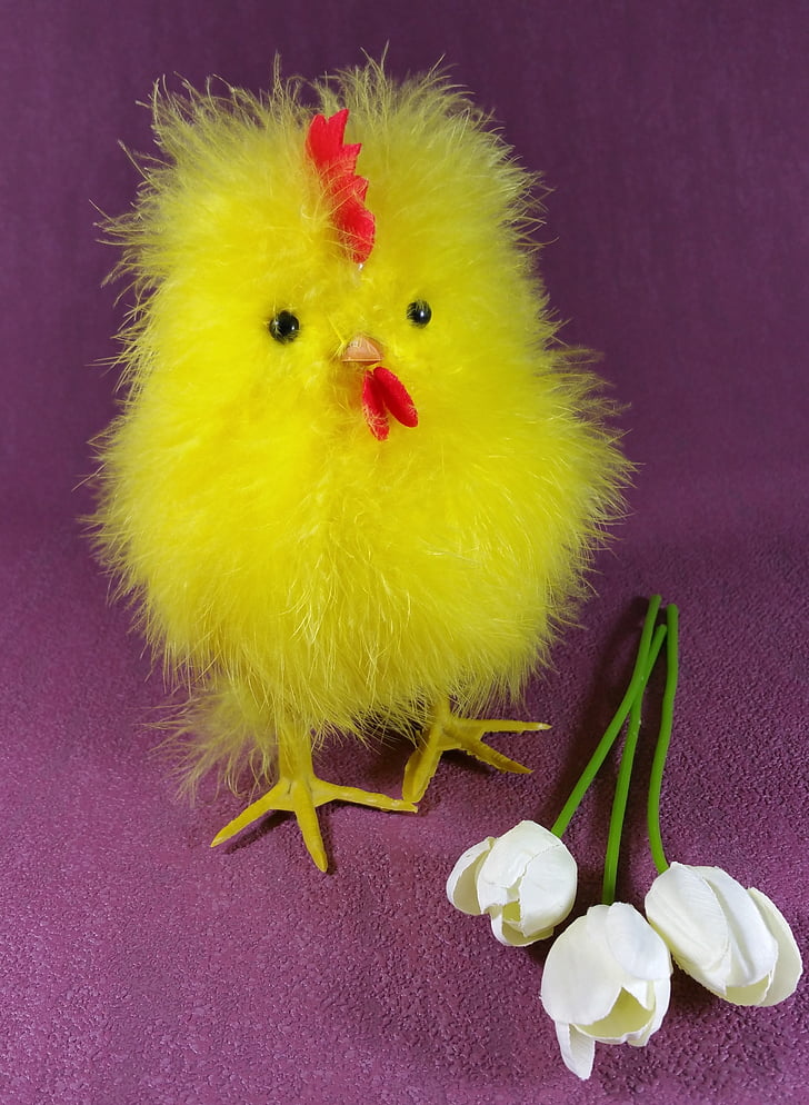 อีสเตอร์, ลูกไก่, ไก่, แฟง, น่ารัก, ดอกทิวลิป