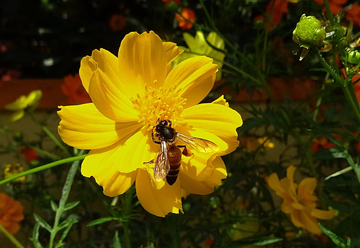 flower, cosmos, yellow, cosmos sulphureus, bee, honey-bee, honey bee