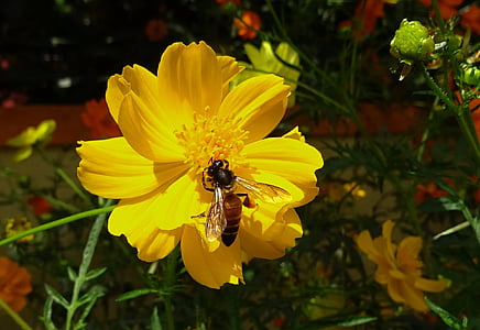 花, コスモス, イエロー, キバナ コスモス, 蜂, ハニー ・ ビー, 蜂蜜の蜂