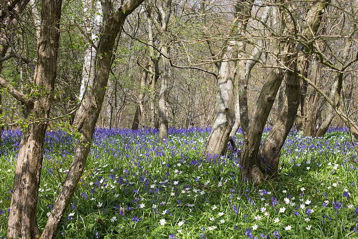 Bluebells, Woods, Engels, lente, blauw, Woodland, platteland