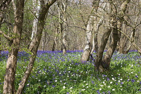 Bluebells, Woods, engelsk, forår, blå, skov, landskab