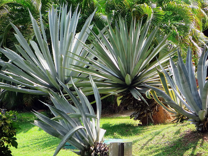 agave, plant, exotic, spice, defence