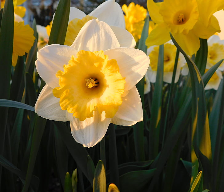 Narcissus, gul-vit narcissus, vit påsklilja, Daffodil, våren, gul, vit