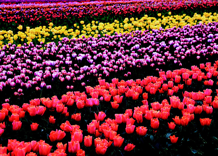 flores, tulipanes, campo, variedades, plantas, bulbos de, floración