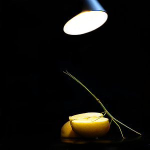 stick insect, insect, scare, apple, lampapple, lamp
