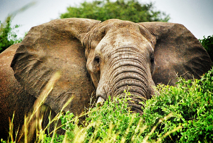 Uganda, slon, Safari, sloni, savci, Afrika, zvíře