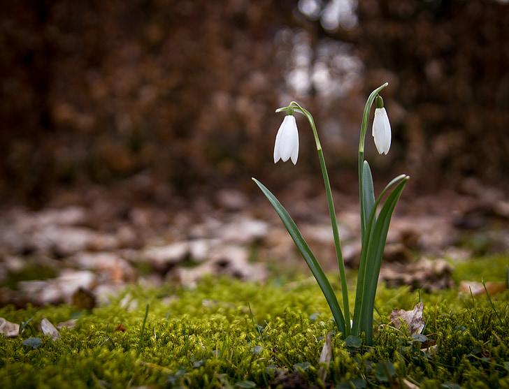 snowdrop, spring, snowdrops, flowers, forest floor, natural, spring plants