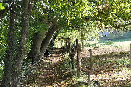 cesta, Les, dřevo, na podzim, podrost, krajina, stromy