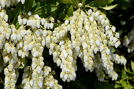 Lavanta heath, Pieris, Beyaz, çiçekler, doğa, Bahçe, bitki