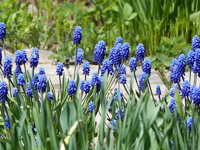 spring, flowers, nature, plant, muscari, living nature, bloom