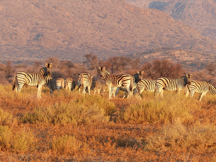 herd, zebras, grazing, field, daytime, animal, animals