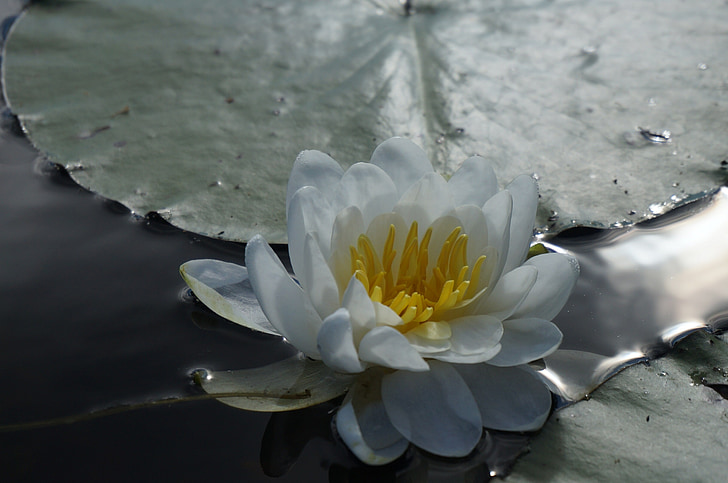 flower, pond, lily, river, water, nature, green