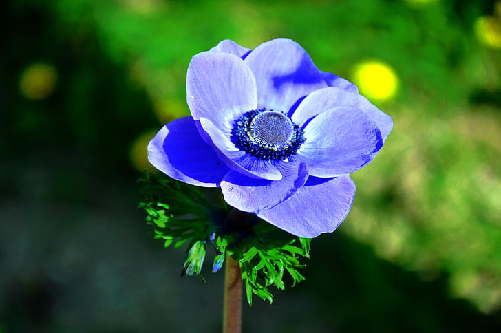 fleur du vent, bleu, fleur de printemps, nature, fleur, plante, pétale