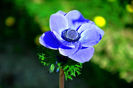 вятър цвете, синьо, Пролетно цвете, природата, цвете, растителна, венчелистче