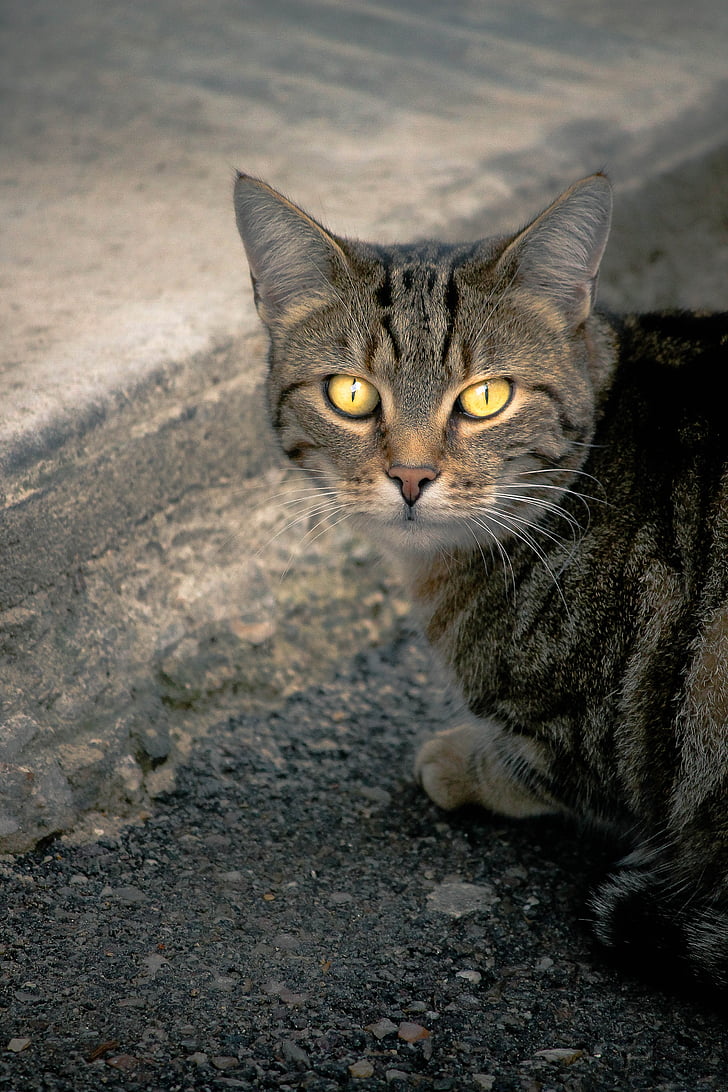 gatto, Alley cat, gatto europeo, occhi gialli, gatto di strada, grondaia, gatto domestico