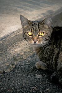 kass, Alley cat, Euroopa kass, kollased silmad, kassi tänav, Gutter, Kodukass