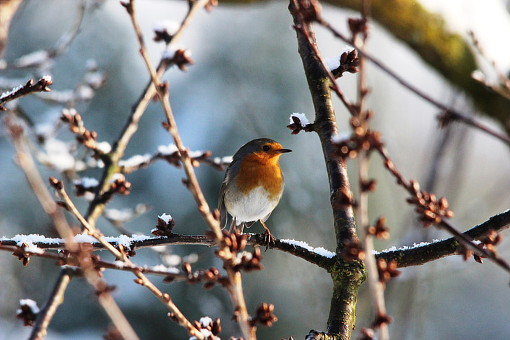 Robin, primavera, natura, uccello, animali, bella