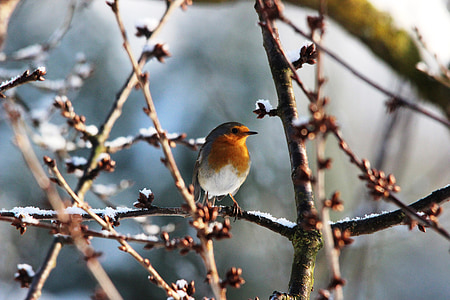 Robin, proljeće, priroda, ptica, životinje, lijepa