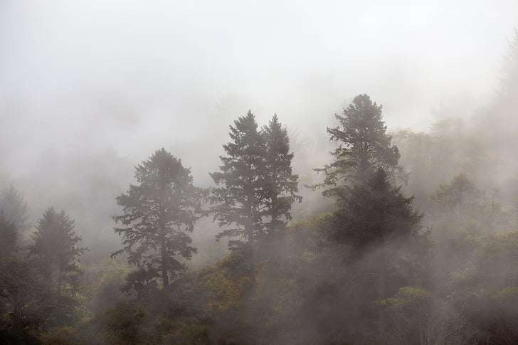 nature, mountain, trees, haze, fog, smoke, forest