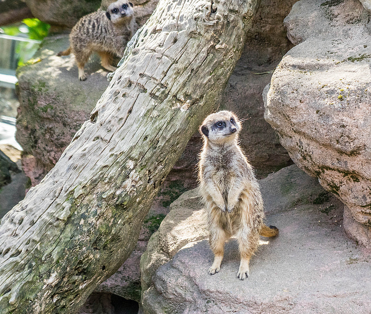 meerkat, 공원, 자연, 귀여운, 포유 동물, 모피, 모피