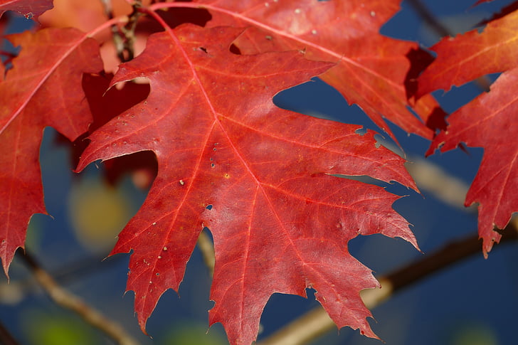 makronaredbe, Jesenski list, hrast kitnjak, boje jeseni, list, priroda, lišće