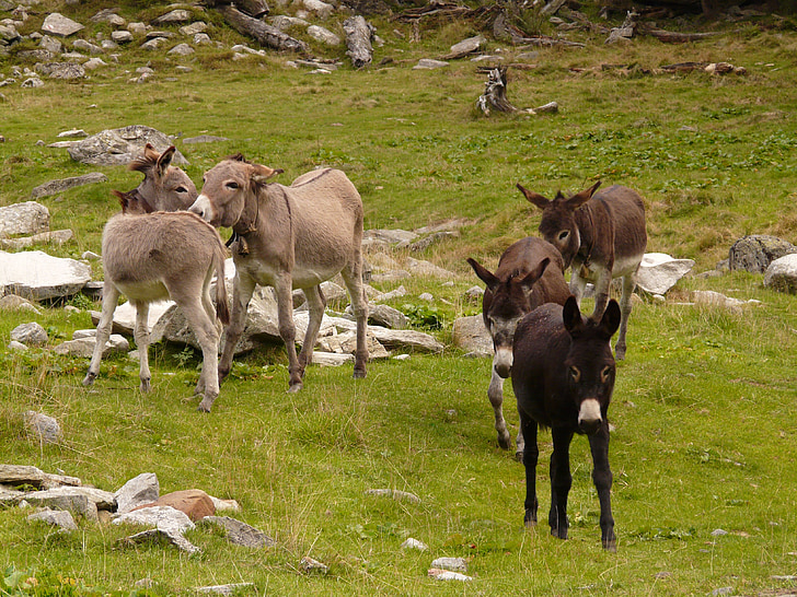 donkey, animal, animals, flock, group