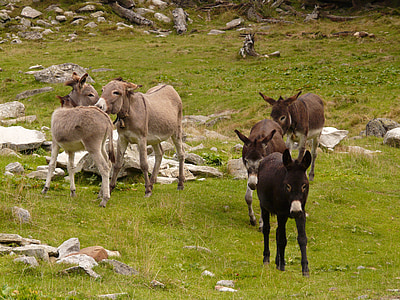 驴, 动物, 动物, 羊群, 集团